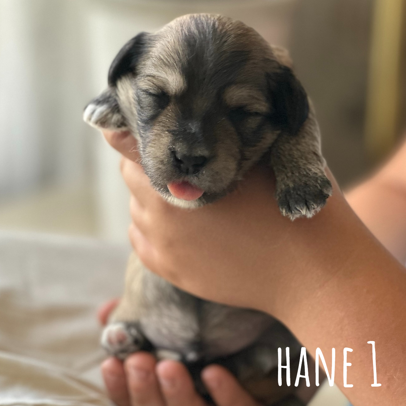 Hane 1