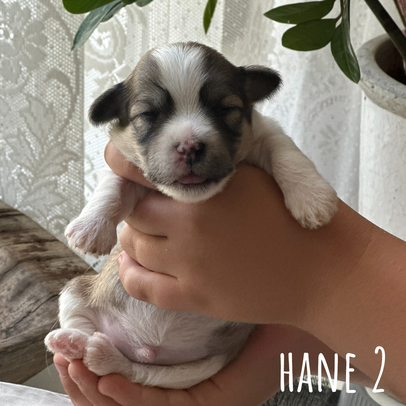 Hane 2