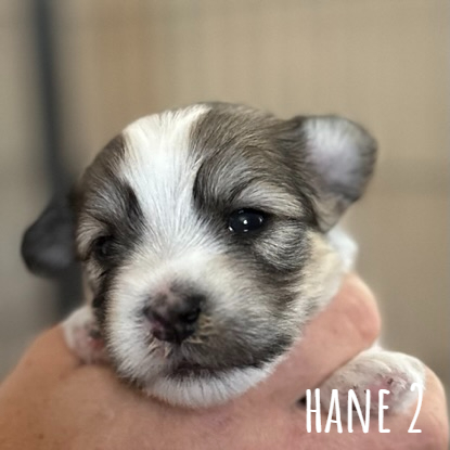 Hane 2