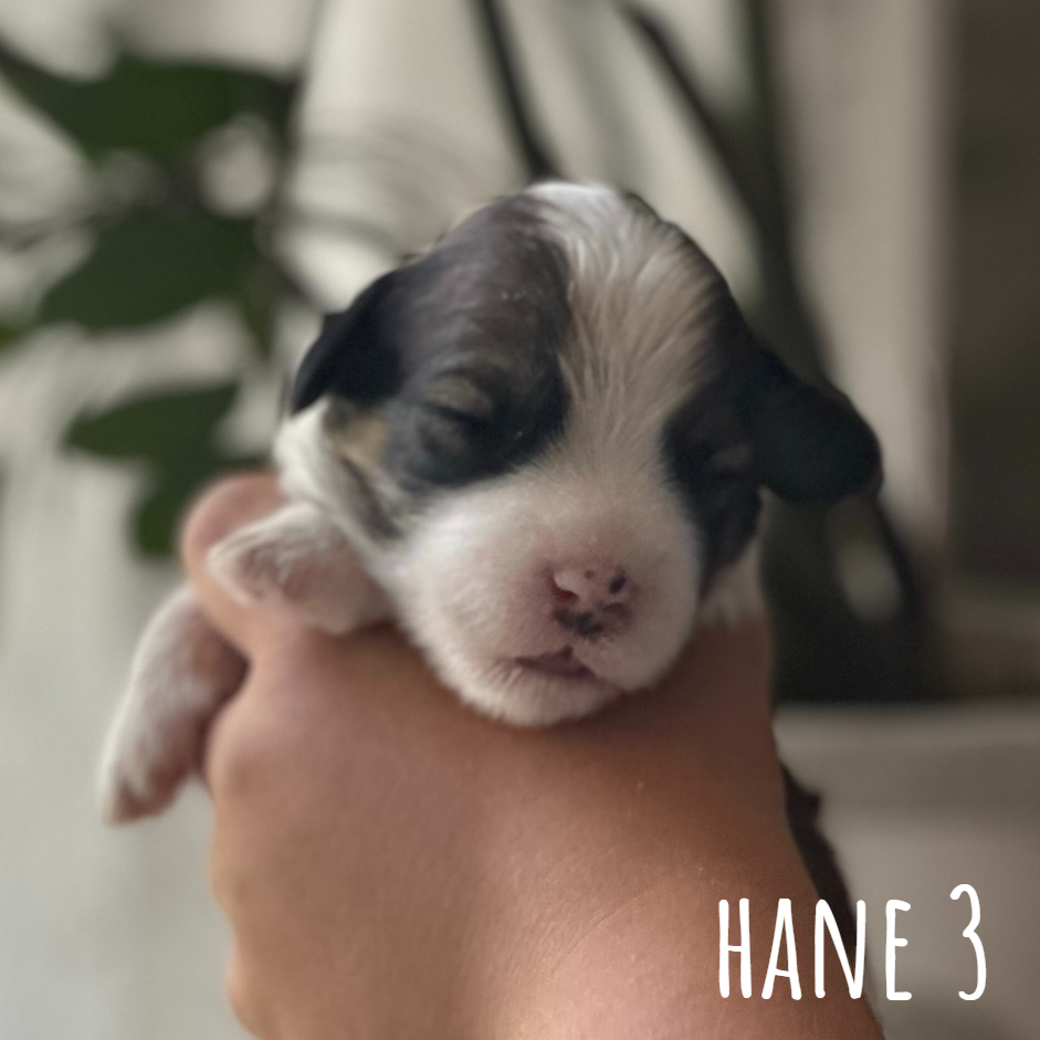 Hane 3