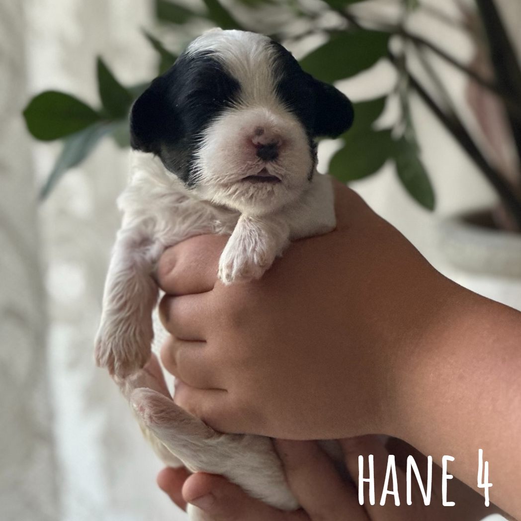 Hane 4