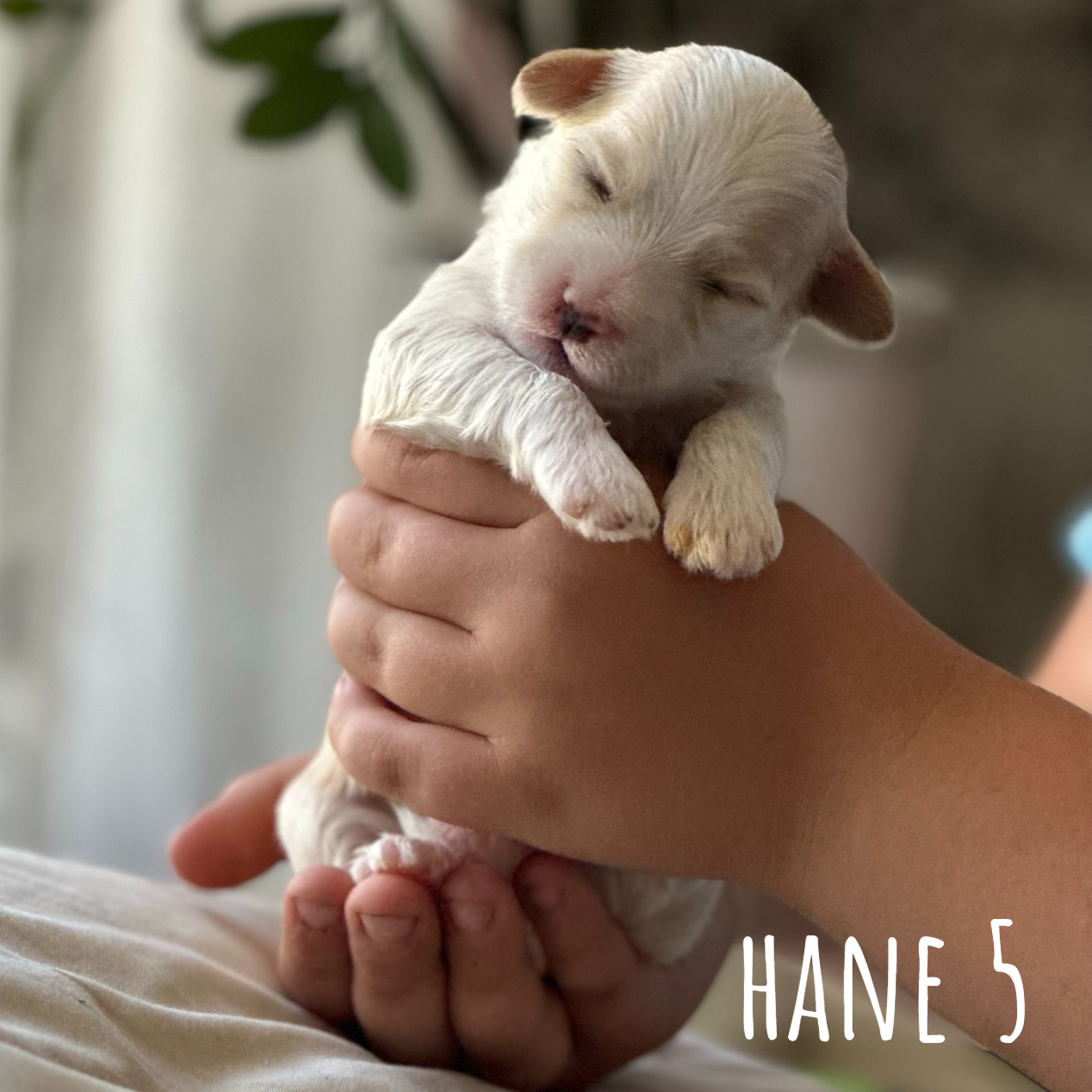 Hane 5