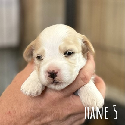 Hane 5