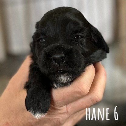 Hane 6