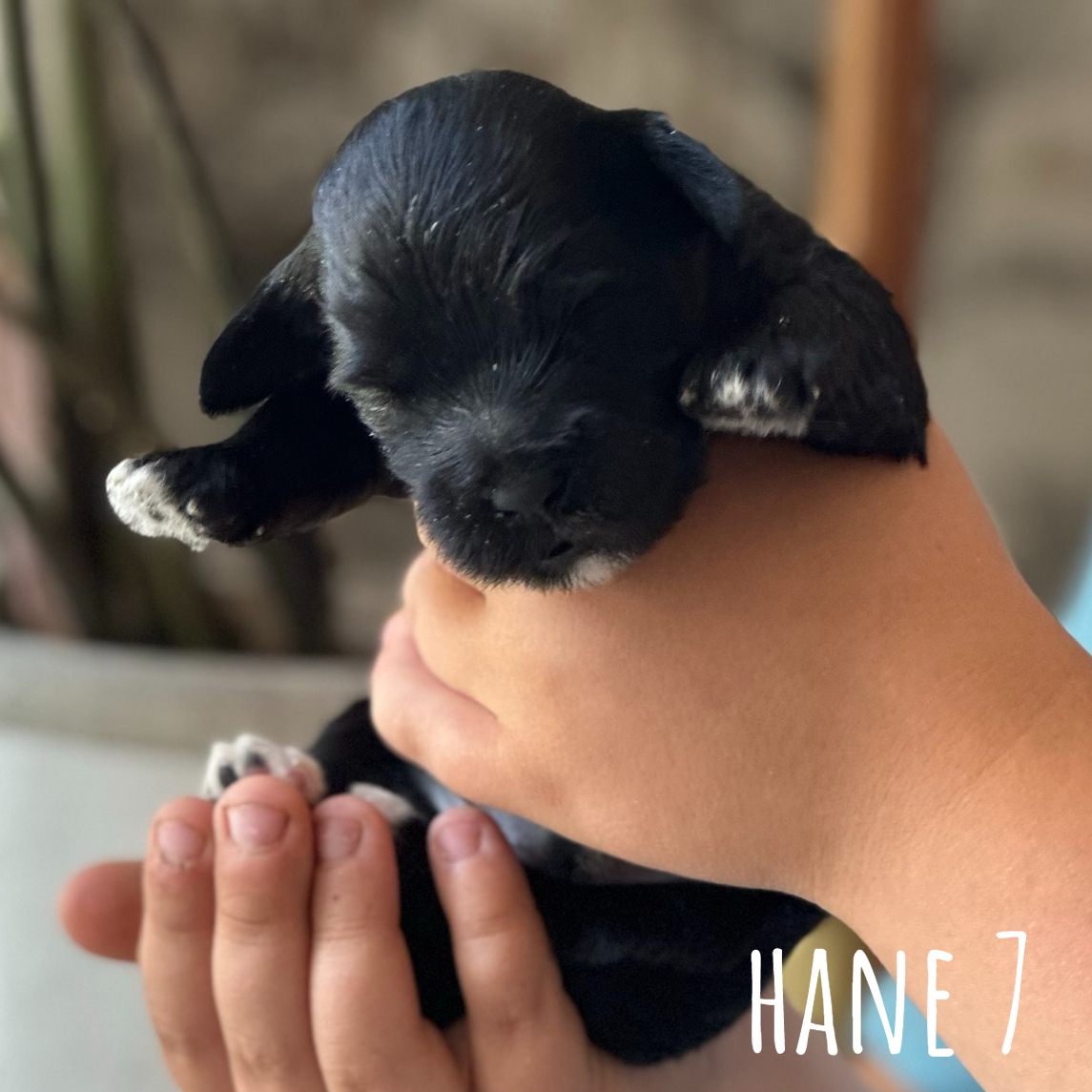 Hane 7