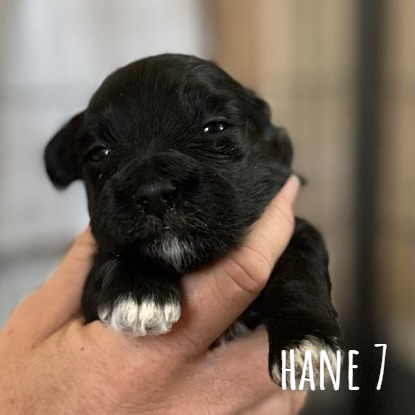 Hane 7