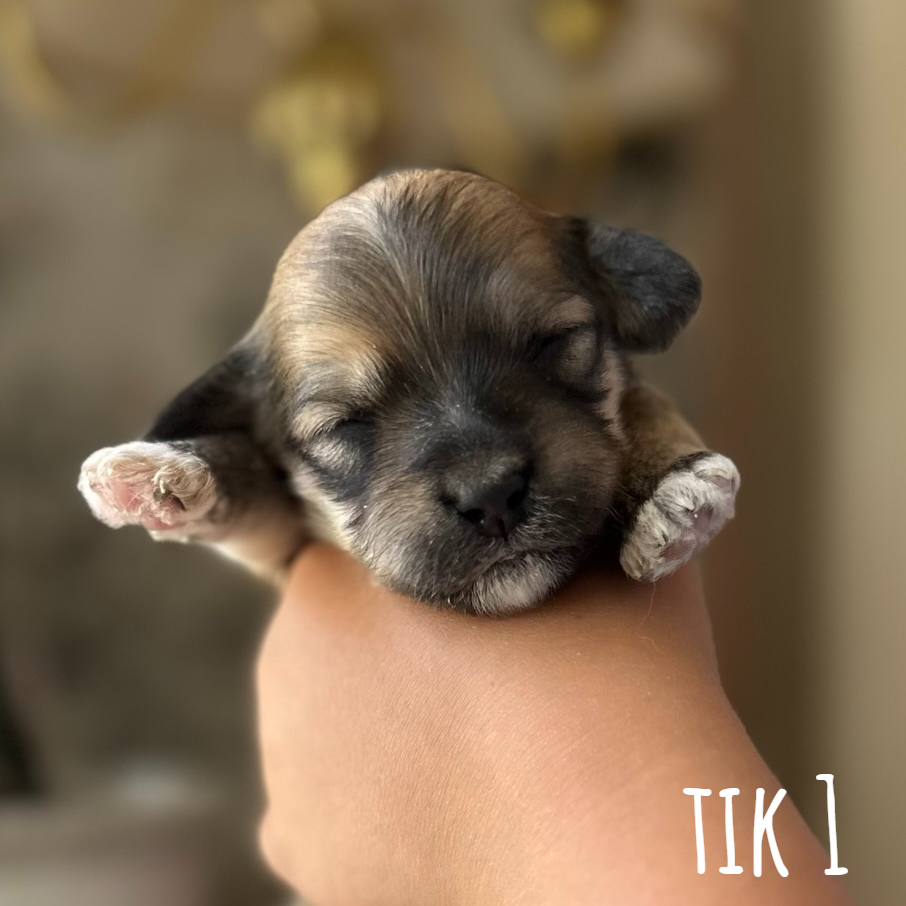 Tik 1