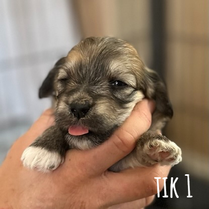 Tik 1