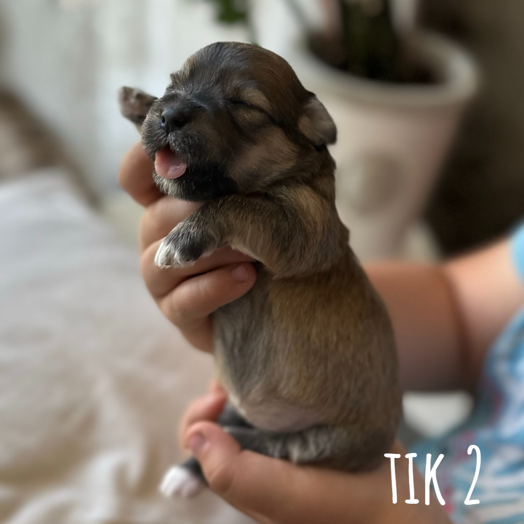 Tik 2