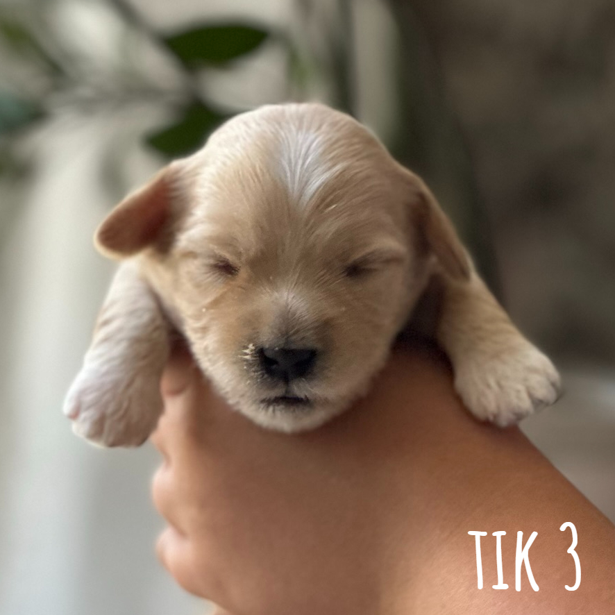 Tik 3 3
