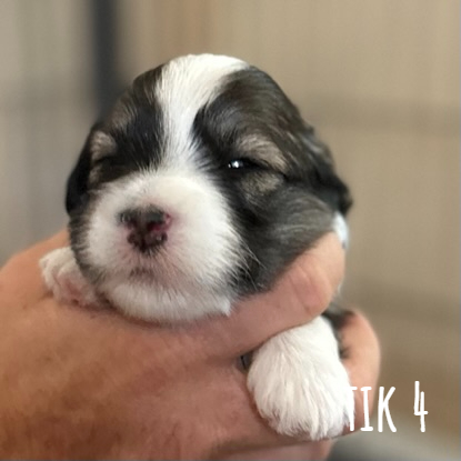 Tik 4